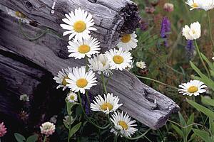 Wild flowers
