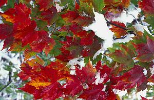Leaves in snow