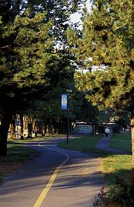 Runner in the park