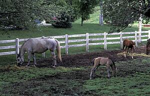 Horse and foals