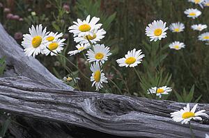 Daisies