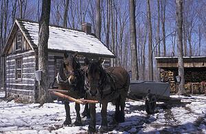 Working animals in the winter