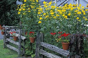 Garden plants