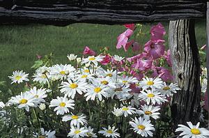 White daisies and pink mallow