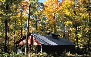 A rustic building in the forest