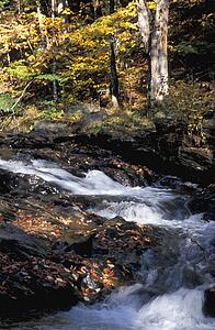 Woodland river