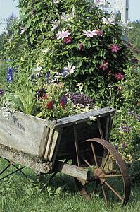 Flowering garden plants