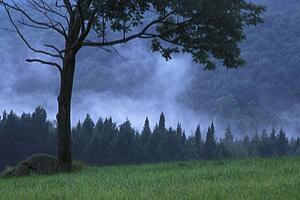 Coniferous trees early in the morning