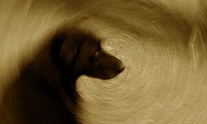 Dog silhouette