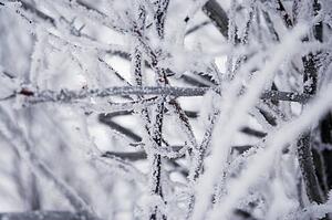 Wintry branches