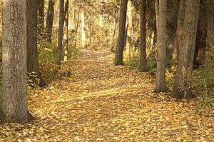 Autumn woodland path