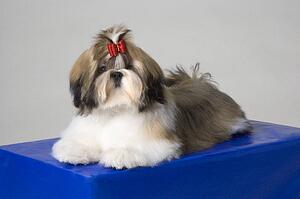 Portrait of Shih-Tzu puppy