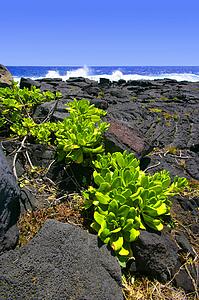 Stone landscape with plant and water