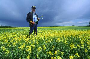Farmer inspecting the crop