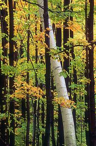 Tall trees in a forest
