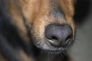 Dog's nose