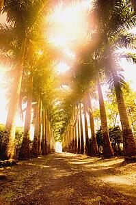 Corridor of palm trees