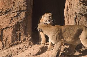 Pair of pumas