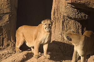 Pair of pumas