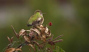 Humming bird perched