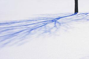 Tree shadow