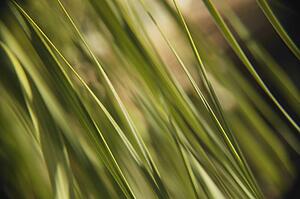 Grass-like texture