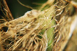 Close up of plant's root system