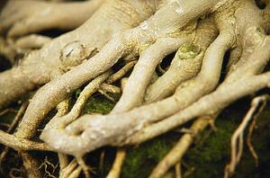 Tree roots