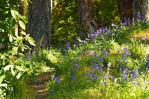 Woodland path