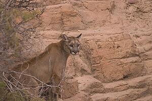 A puma