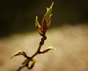 Budding tree leaf