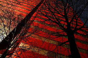 Tall building with bare trees in front of it
