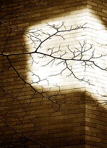 Tree branch against lit brick wall