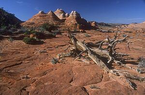 Desert landscape