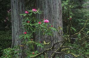 Flowering woodland shrub