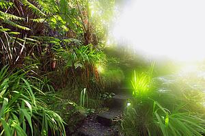Steps in lush garden