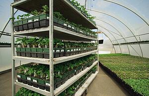 Commercial plant growing