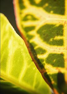 Leafy abstract