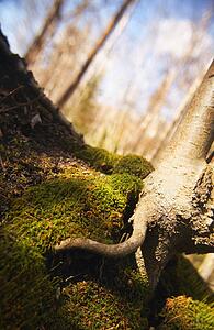 Tree root