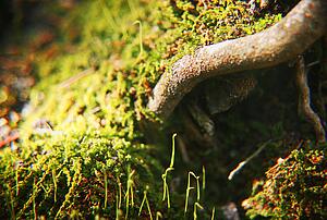 Close up of tree root