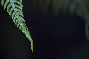 Tip of a fern frond