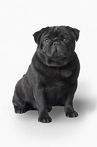 Pug dog