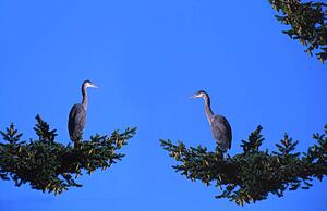 Pair of birds perched in tree