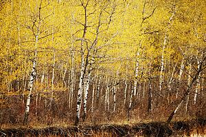 Autumn trees