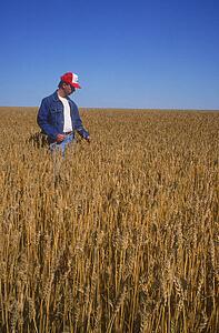Farmer surveying crop