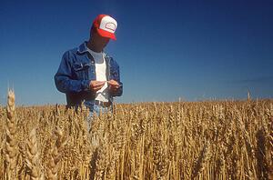 Farmer surveying crop