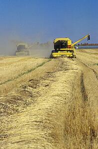 Combines cutting crop