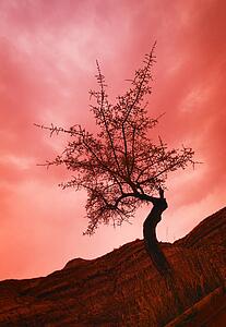 Silhouette of shrub tree