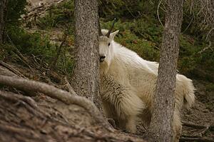 Mountain goat