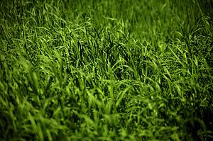 Field of green crop